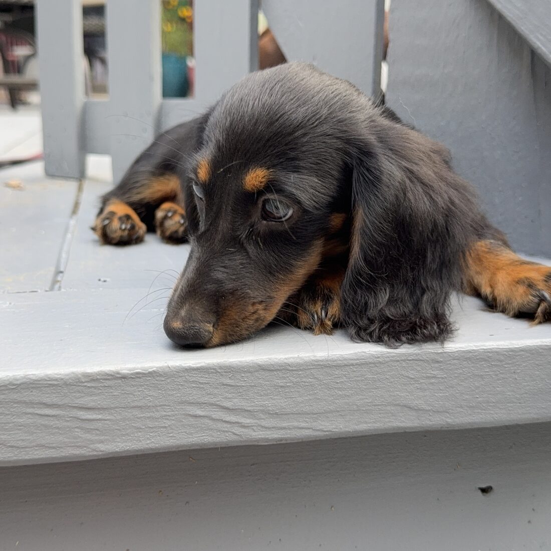 Bear — Black & Tan Longhair Miniature Dachshund