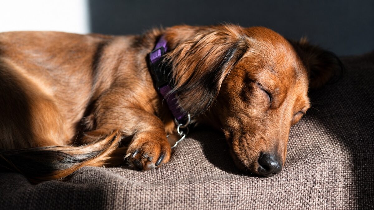 Emma-Jean sleeping