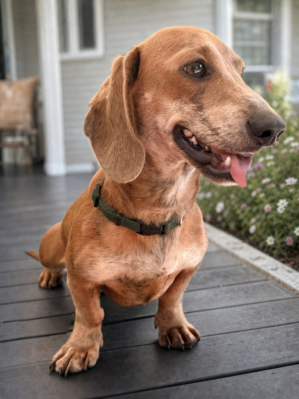 Buddy