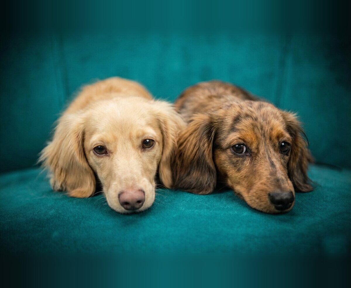 Emma-Jean and Izzy resting together