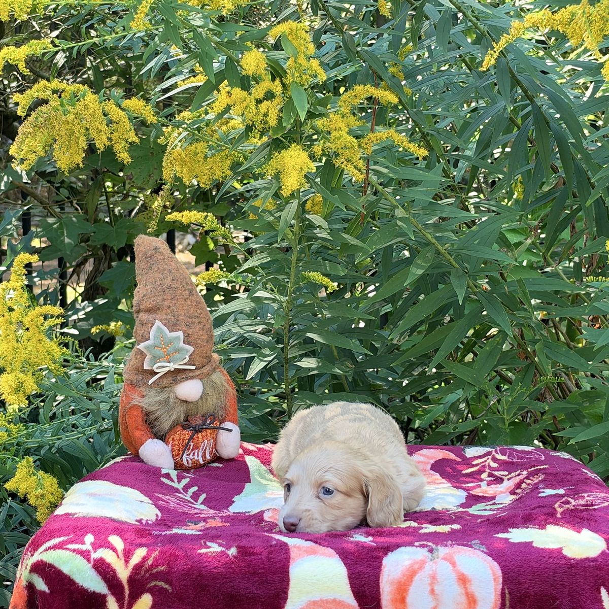 Aspen & Banks - September 2026