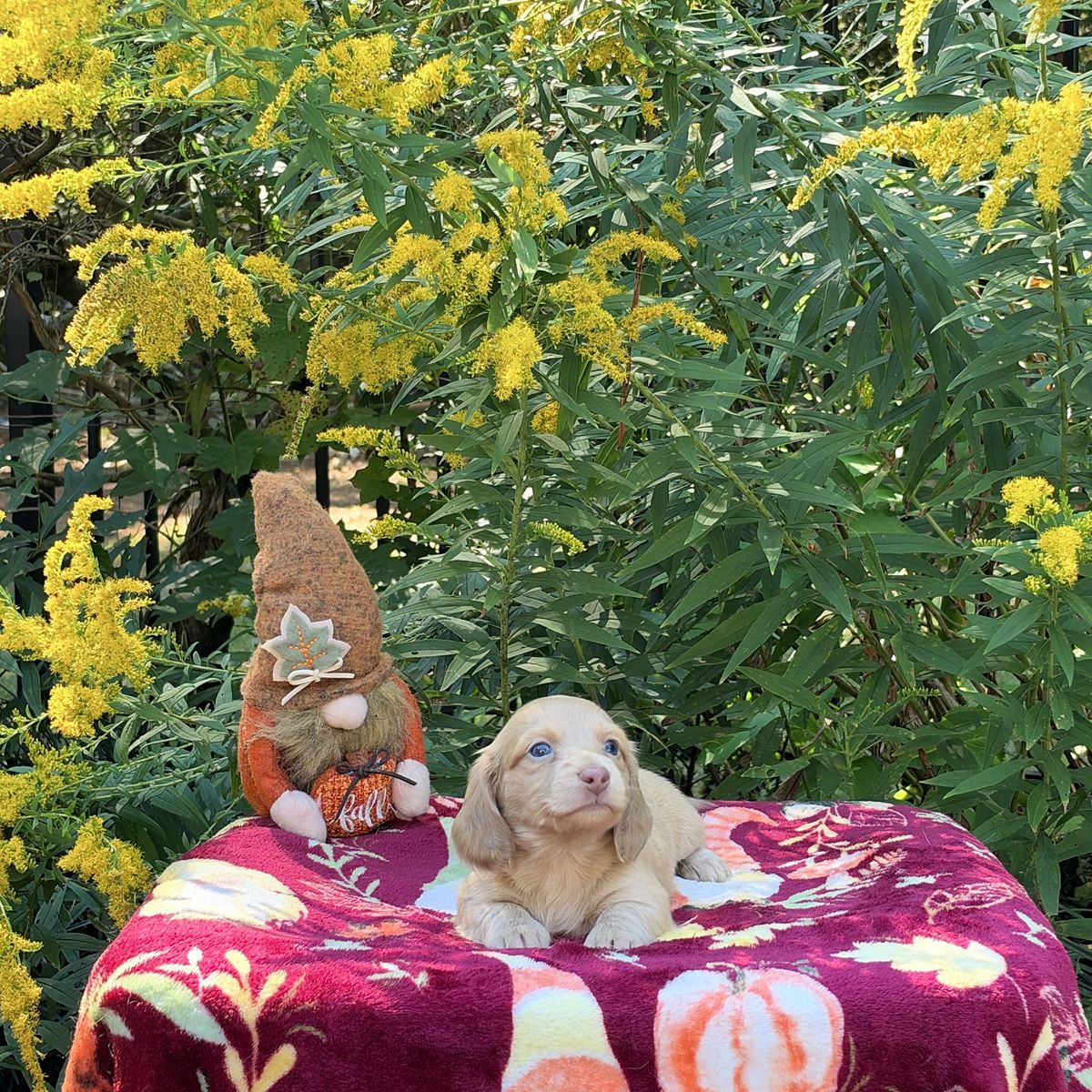 Aspen & Banks - September 2026