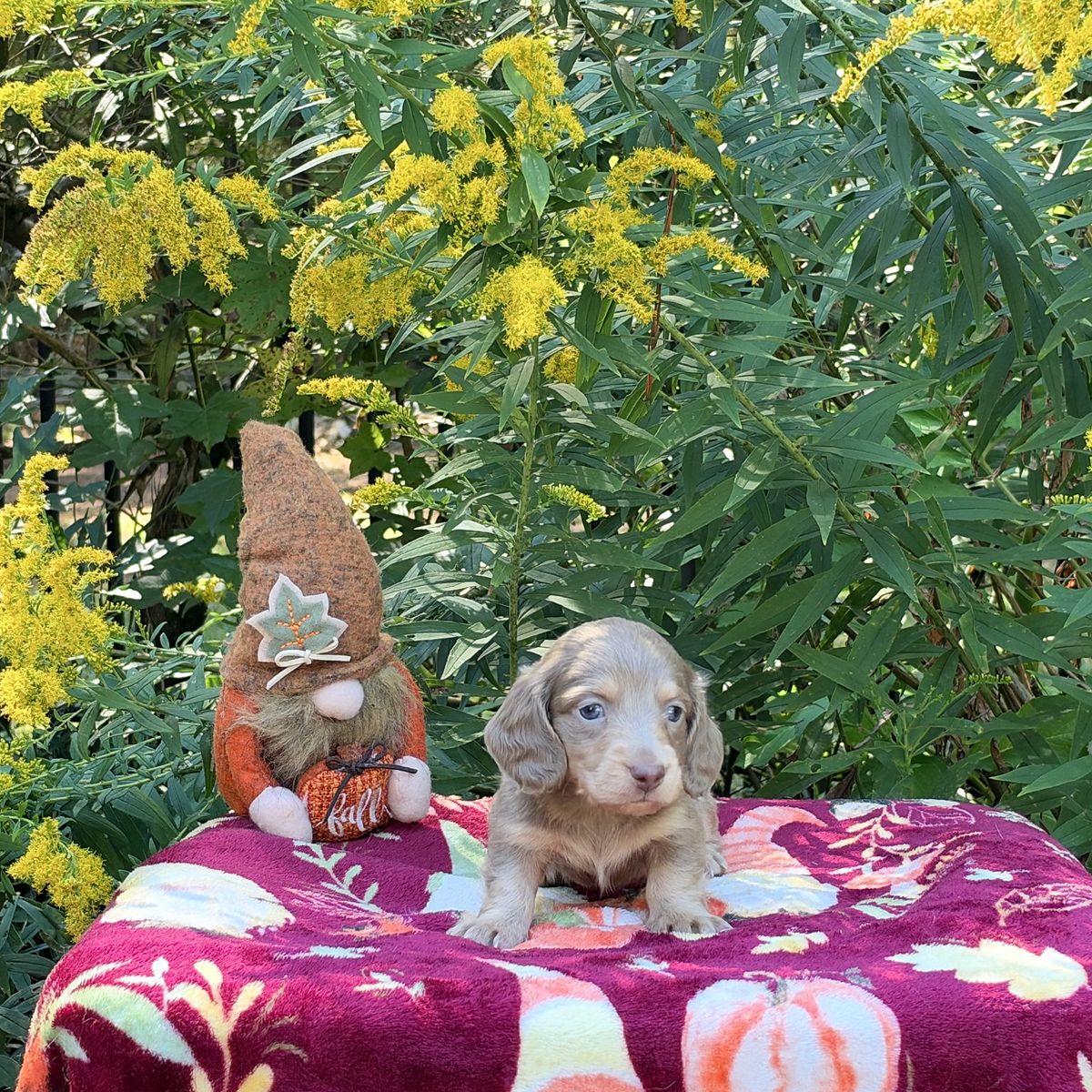 Aspen & Banks - September 2026
