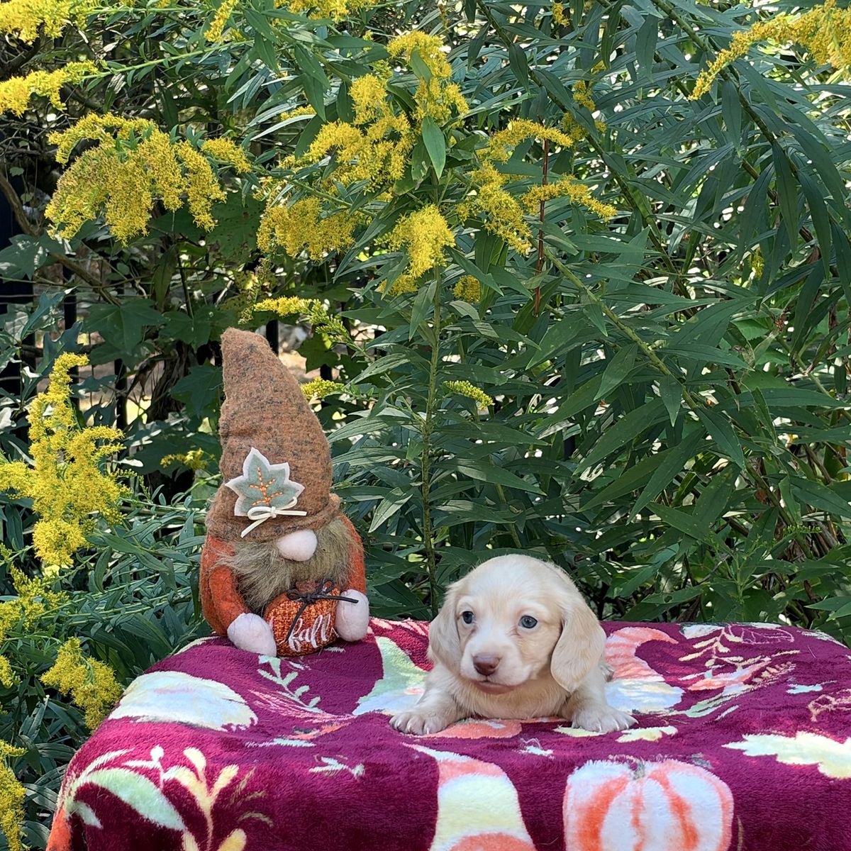 Aspen & Banks - September 2026